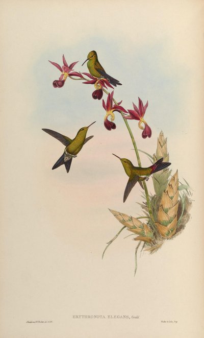Erythronota elegans = Chlorostilbon elegans by John Gould